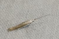 Coleophora acrisella