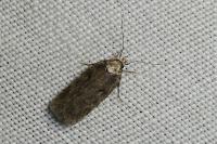 Depressaria douglasella