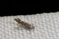 Phyllonorycter insignitella