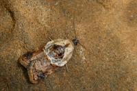 Acleris variegana