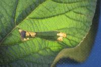 Phyllonorycter lantanella
