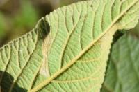 Phyllonorycter lantanella