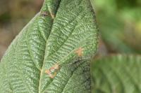 Phyllonorycter lantanella