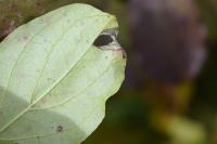Antispila