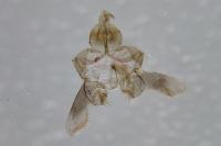 Bactra lancealana