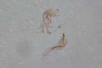 Gynnidomorpha vectisana