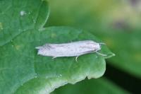 Elachista rufocinerea