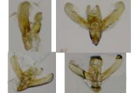 Elachista rufocinerea