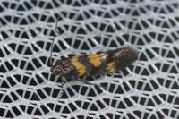 Chrysoesthia sexguttella