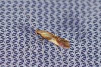 Caloptilia robustella