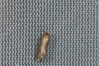 Nematopogon adansoniella