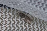 Elachista stabilella
