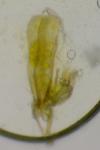 Elachista stabilella
