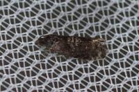 Pammene agnotana