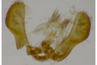 Pammene agnotana