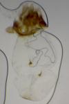 Pammene splendidulana