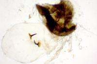 Pammene argyrana