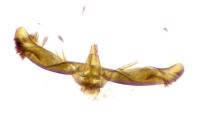 Pammene argyrana