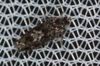 Pammene argyrana