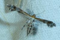 Stangeia siceliota