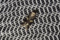 Oegoconia