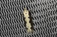 Ethmia bipunctella