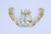 Epinotia tenerana
