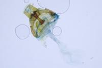 Callisto denticulella