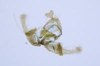 Endothenia marginana