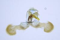 Dichrorampha aeratana