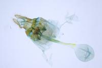 Olethreutes turfosana