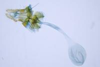 Olethreutes turfosana