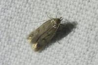 Borkhausenia nefrax