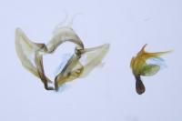 Aethes hartmanniana