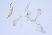 Parornix torquillella