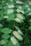 Parectopa robiniella