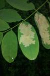 Parectopa robiniella