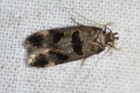 Mirificarma maculatella