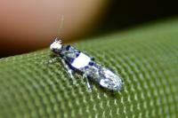 Recurvaria leucatella