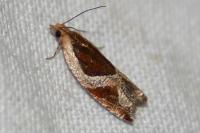 Ancylis unculana