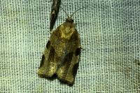 Choristoneura hebenstreitella