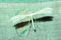Pterophorus pentadactylus