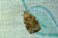 Archips xylosteana
