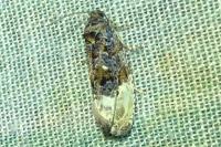 Hedya nubiferana