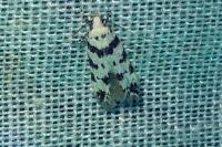 Pseudotelphusa scalella