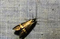 Nemophora degeerella