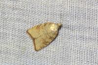 Aleimma loeflingiana