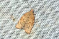Pandemis cerasana