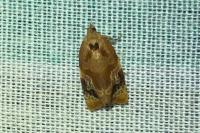 Ditula angustiorana