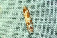 Rhyacionia pinicolana